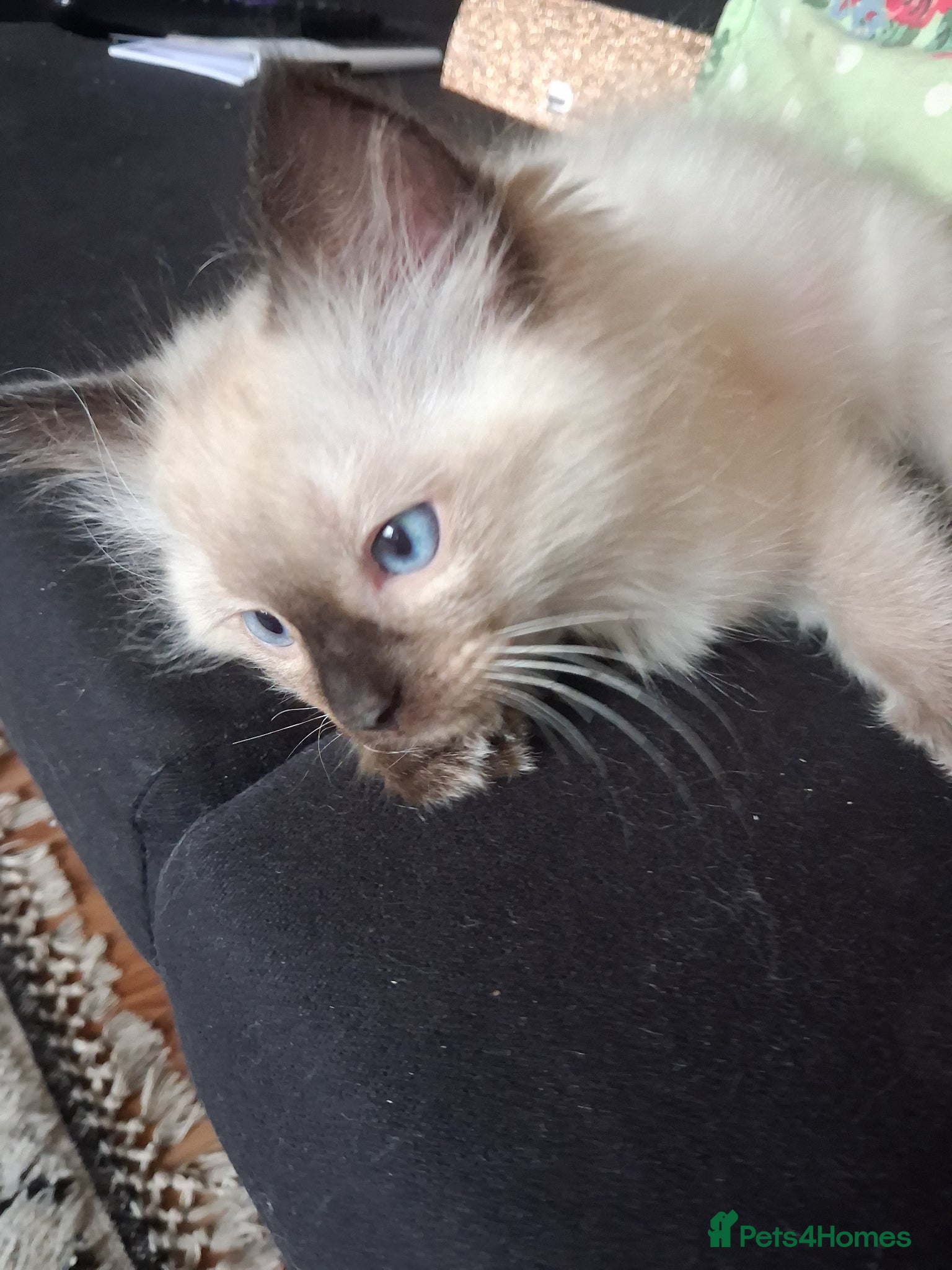 Ragdoll cats for sale: Ragdoll kittens ready 11th June after vet check - Advert 3