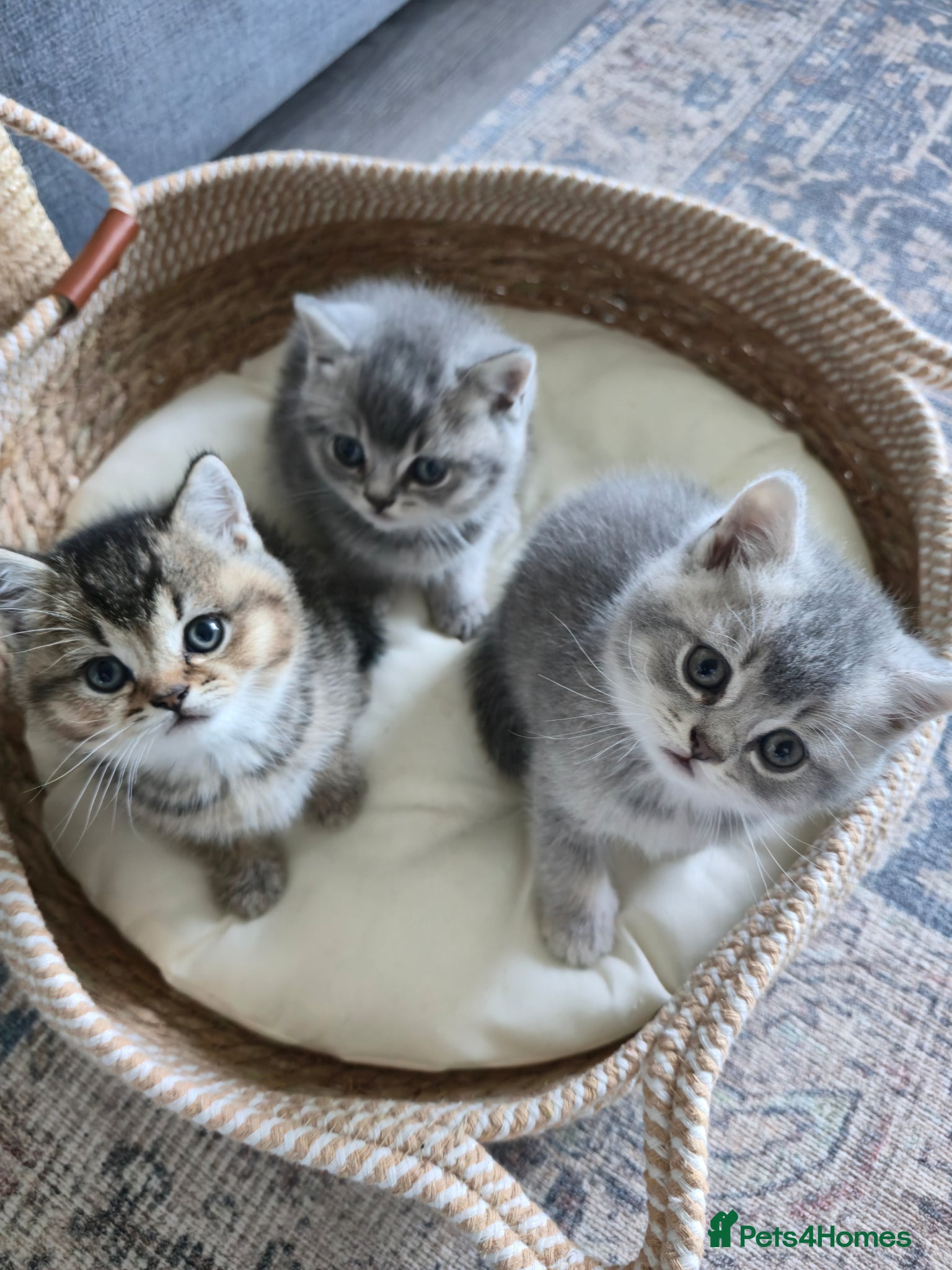 British Shorthair cats for sale: Kittens British shorthair  - Advert 1