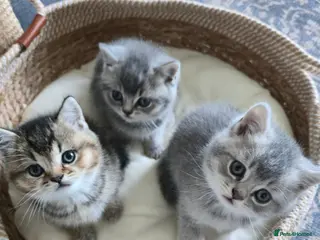 British Shorthair cats Kittens British shorthair - Advert 12