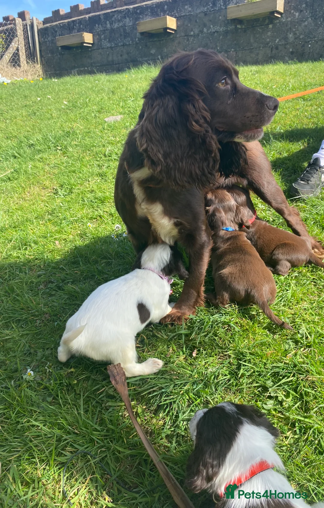 Cocker Spaniel dogs for sale: Beautiful cocker spaniel puppies in Ebbw Vale - Advert 11