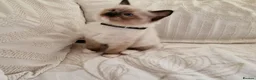 Ragdoll cats for sale: Adorable Ragdoll Kittens Looking For A New Home - Advert 32