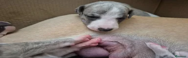Whippet 1