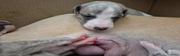 Whippet dogs for sale: Beautiful Whippet puppy's for sale - Advert 15