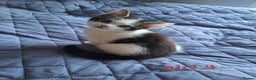 Domestic Shorthair cats for sale: 3 gorgeous kittens for sale - Advert 15