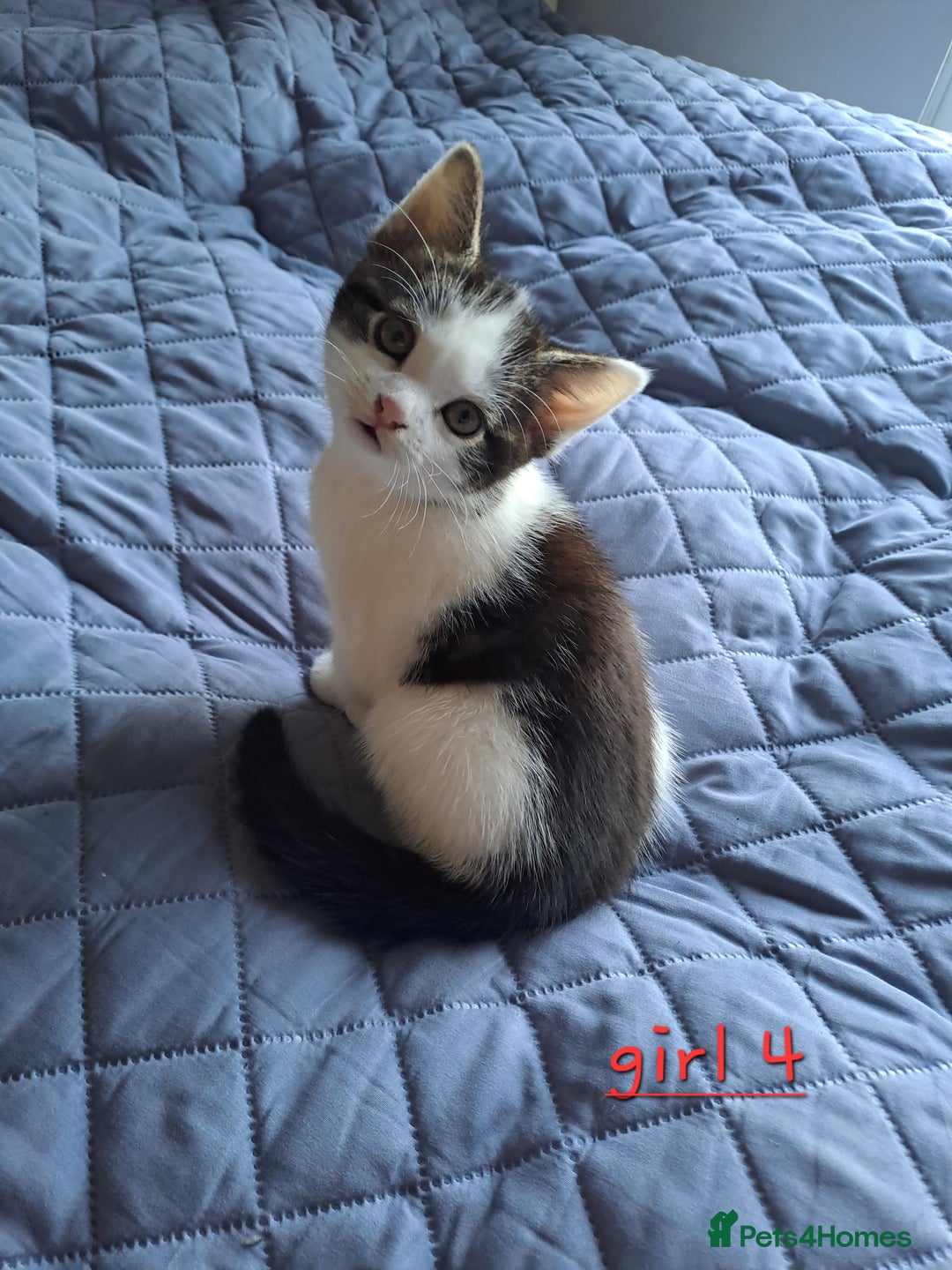 Domestic Shorthair cats for sale: 3 gorgeous kittens for sale - Advert 15