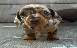 Miniature Dachshund dogs for sale: Miniature Dachshund Puppies Ready for New Homes - Image 2