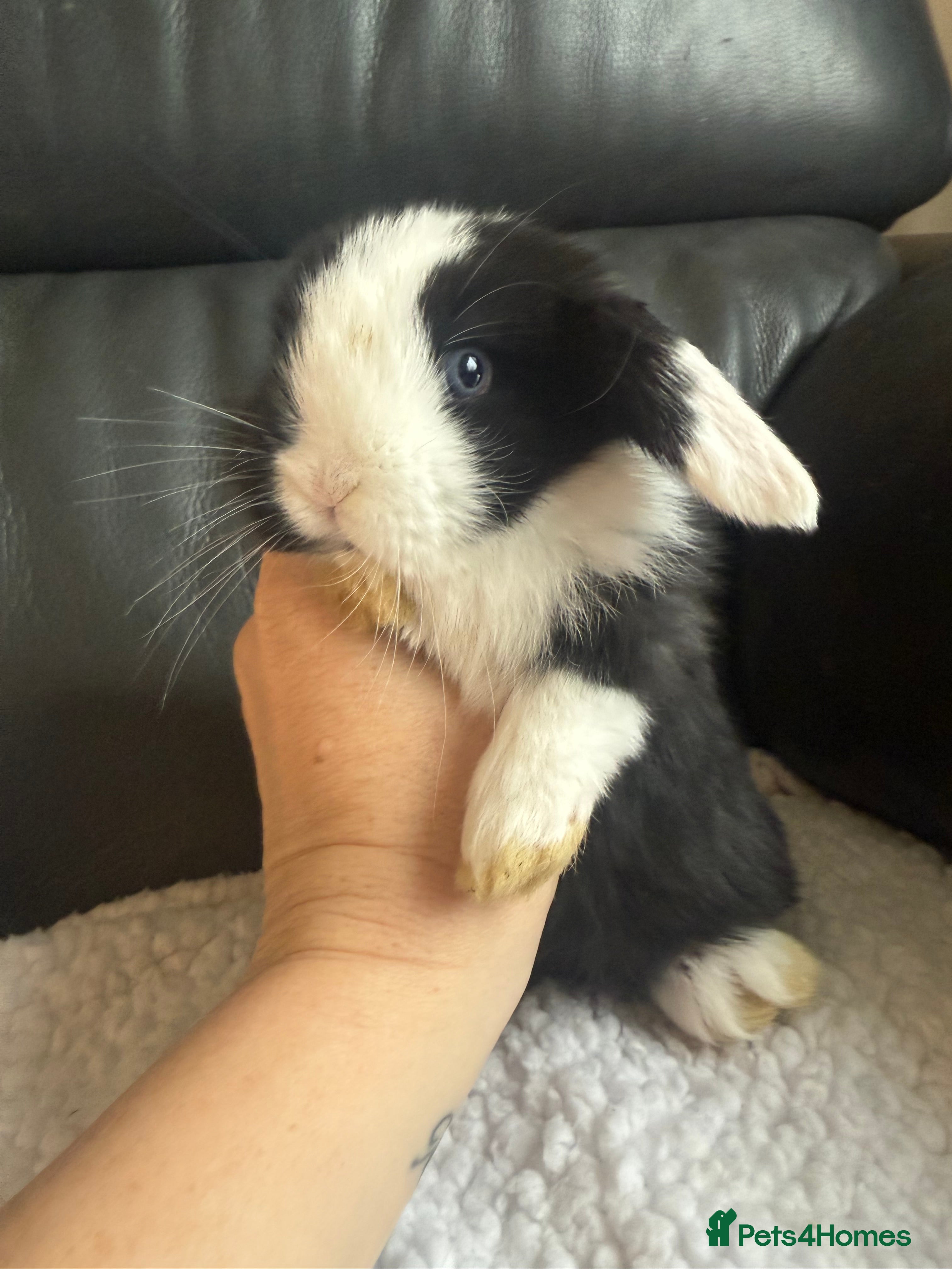 Mini Lop rabbits Outstanding mini lop female - now reserved   - Advert 9