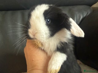 Mini Lop rabbits Outstanding mini lop female - ready in one week - Advert 14