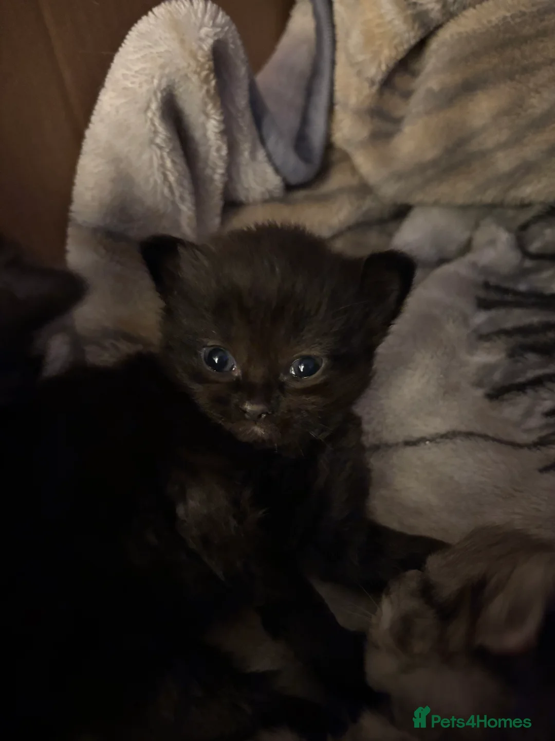 Mixed Breed cats for sale: Mixed breed kittens- ragdoll and tabby - Advert 6