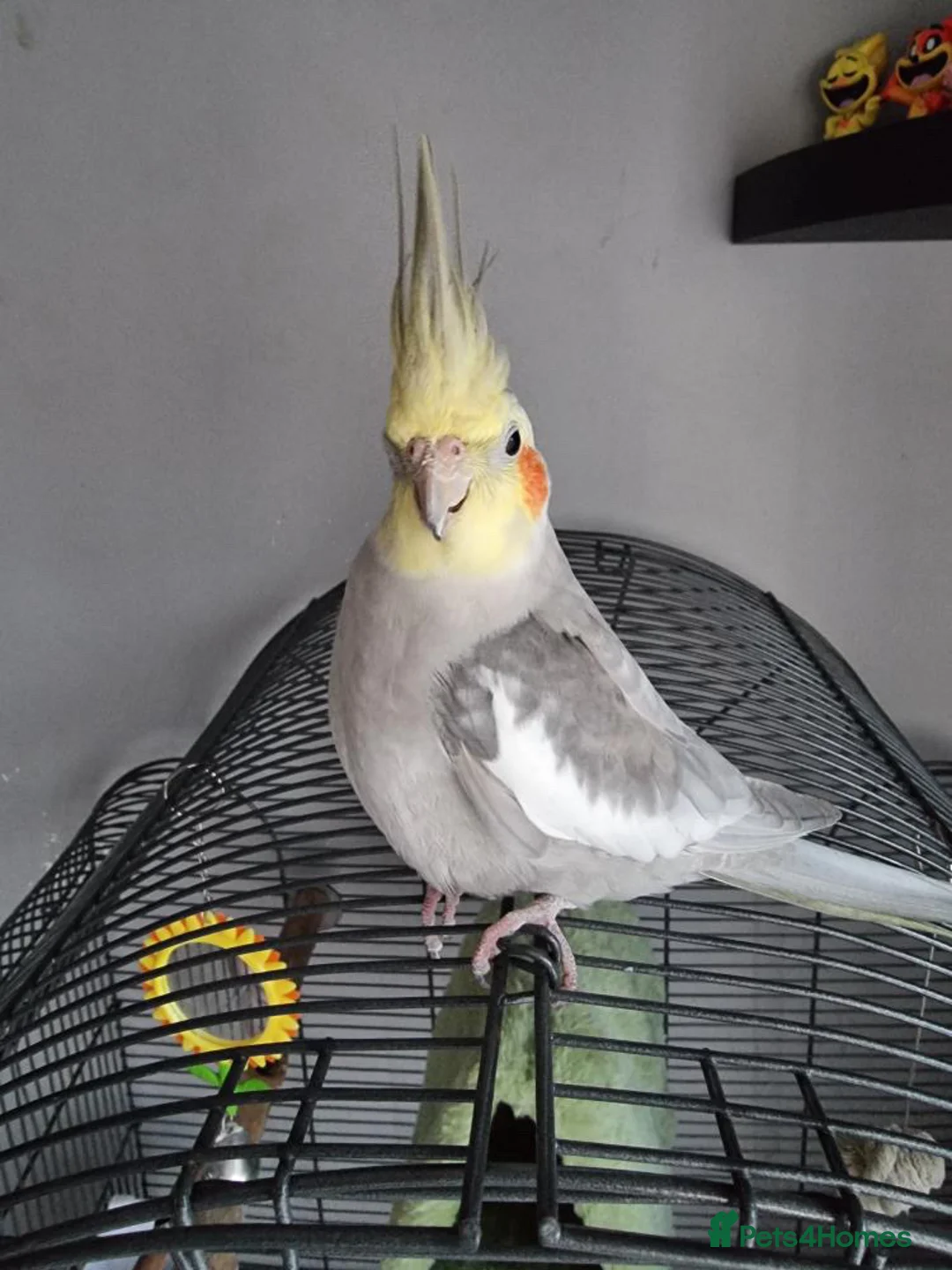Cockatiels birds for sale: Cockatiel almost a year old.  - Advert 1