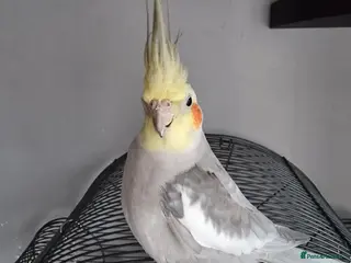 Cockatiels birds Cockatiel almost a year old. - Advert 3