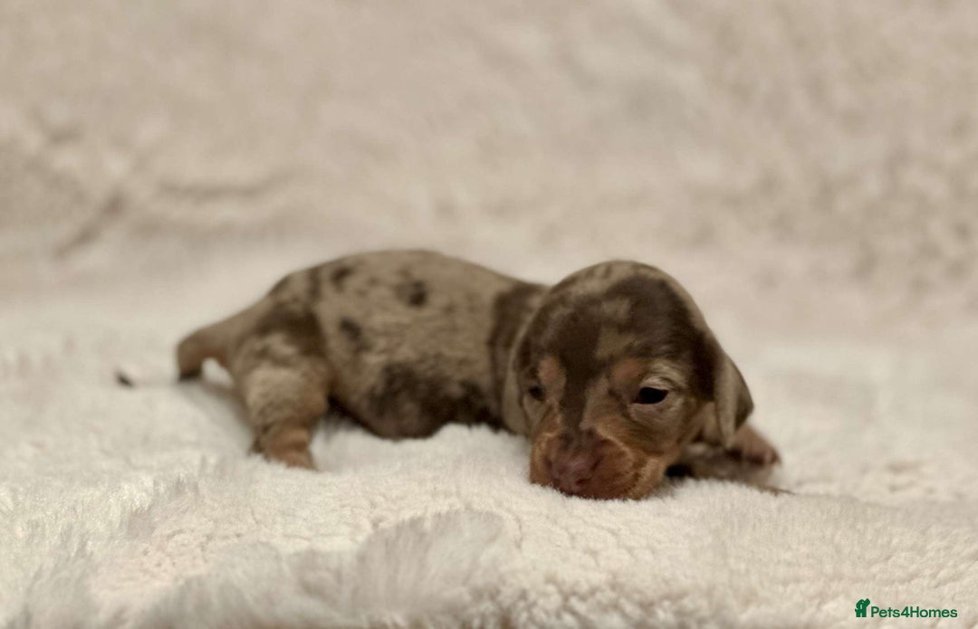 Miniature Dachshund dogs for sale: Short Haired Miniature Dachshunds - Image 8