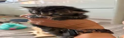 Mixed Breed cats for sale:  Stunning, Friendly & Confident Kittens - Advert 13