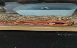 Corn Snake reptiles for sale: Corn Snake Hatchlings - Image 3