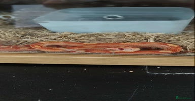 Corn Snake reptiles - Advert 4