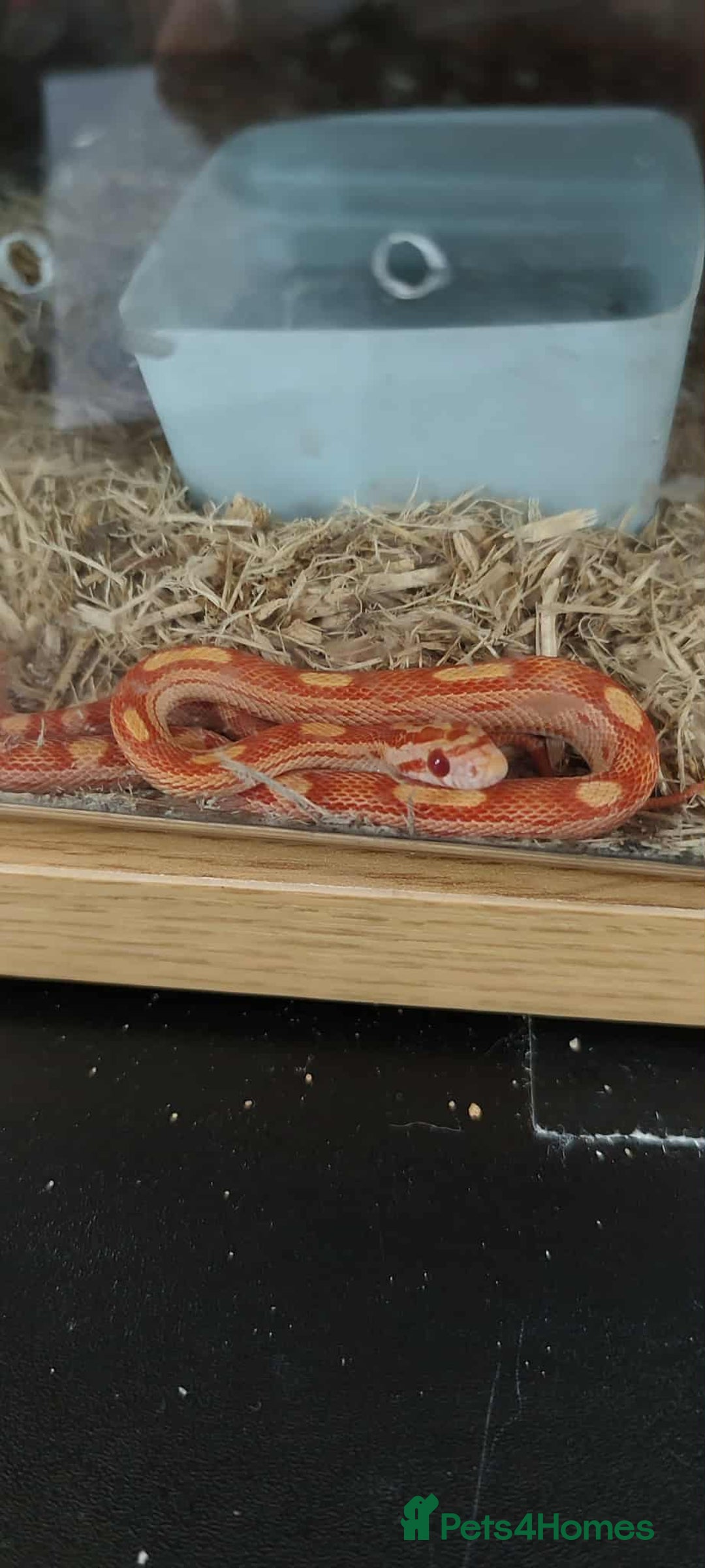 Corn Snake reptiles for sale: Corn Snake Hatchlings - Image 3