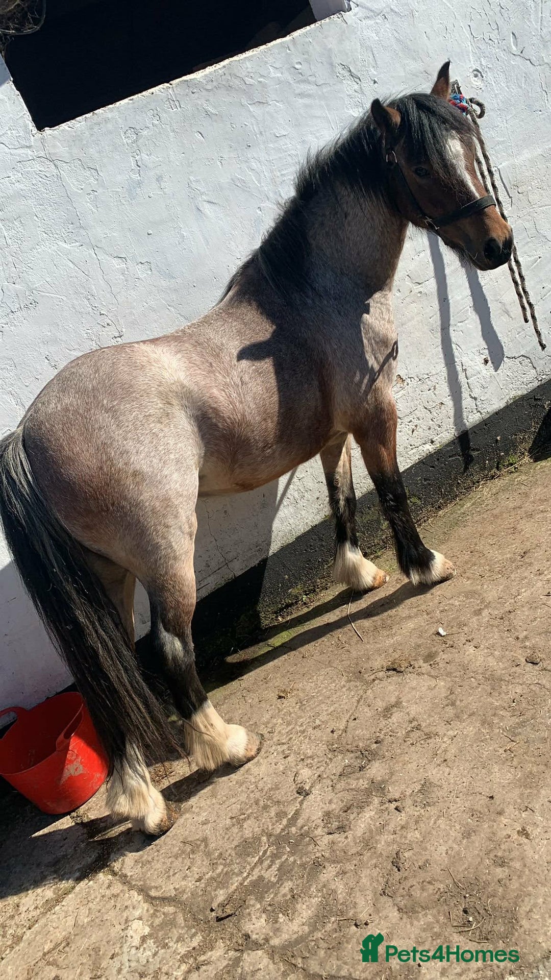 Irish Cob horses for sale: 12.2/12.3 3 year old cob x Welsh mare  - Advert 6