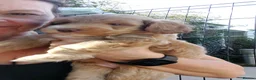 Australian Labradoodle dogs for sale: Australian Labradoodle - Advert 7