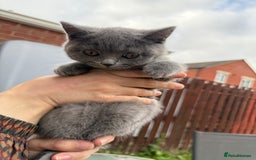 British Shorthair cats for sale: Beautiful Blue British Shorthair Kittens - Image 24