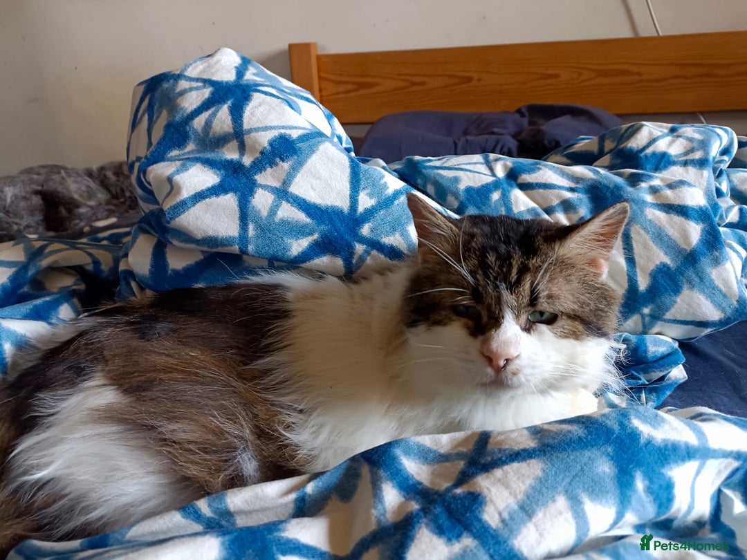 Persian cats for adoption: Teddy, 5 year old, Persian cross - Image 5