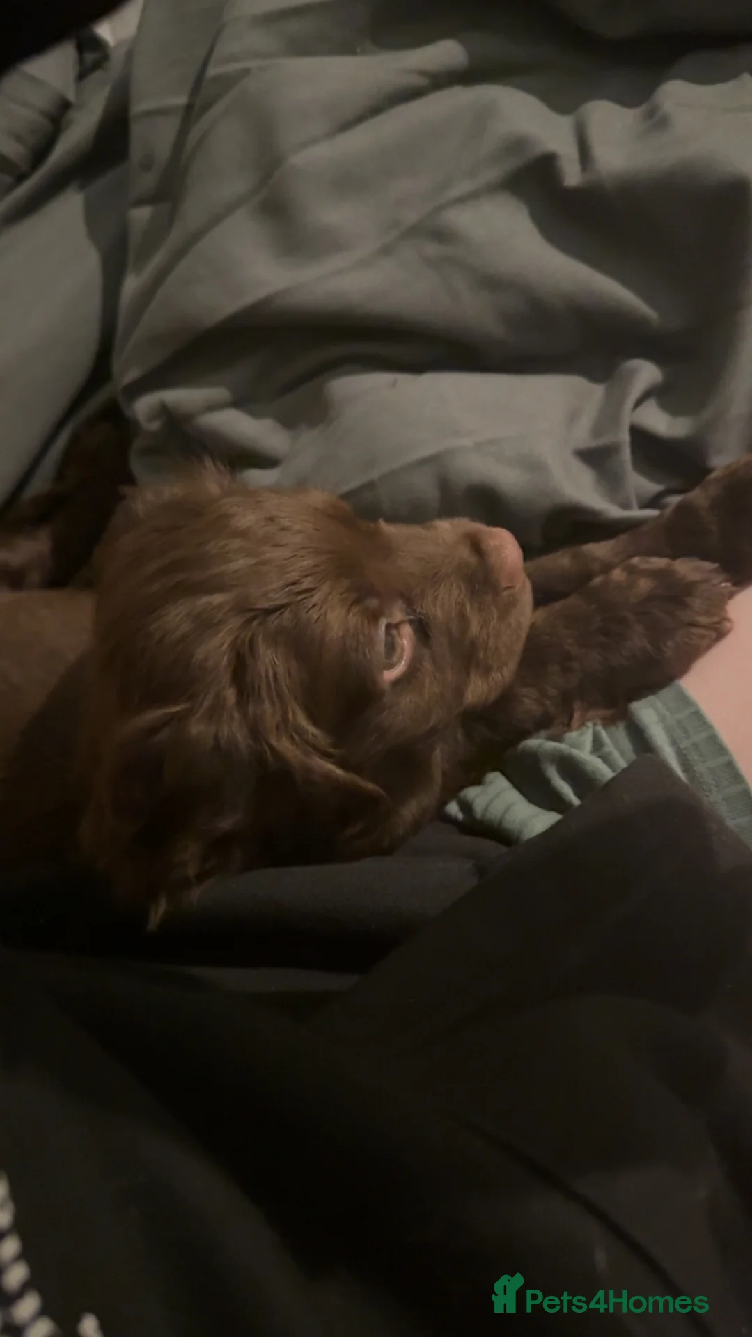 Cocker Spaniel dogs for sale: cocker spaniel - Advert 5