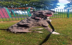 Mixed Breed dogs for sale: Caucasian Shepherd x pocket bully - Image 3