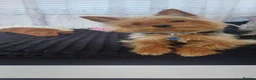 Yorkshire Terrier dogs for sale: Beautiful Yorkshire Terrier Puppies - Advert 9