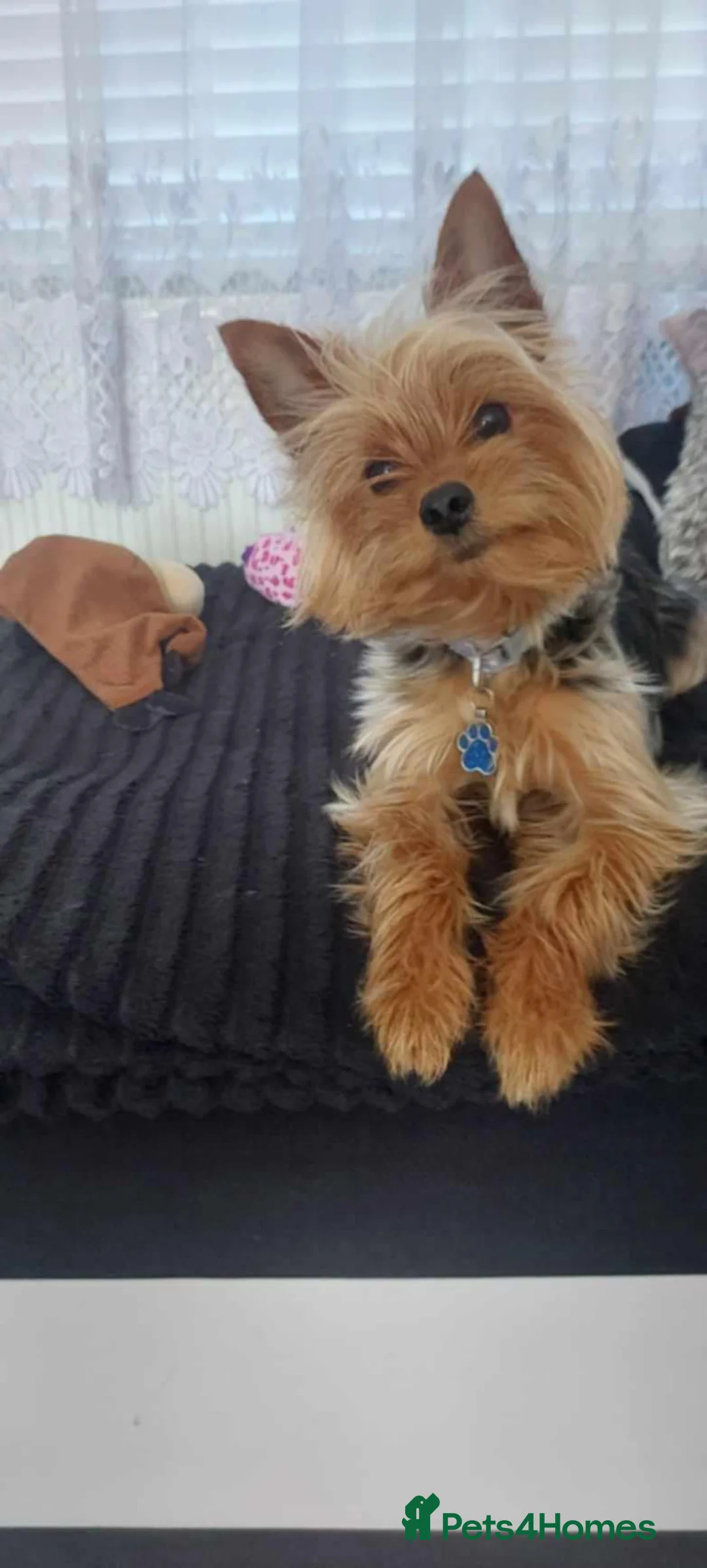 Yorkshire Terrier dogs for sale: Beautiful Yorkshire Terrier Puppies - Advert 9