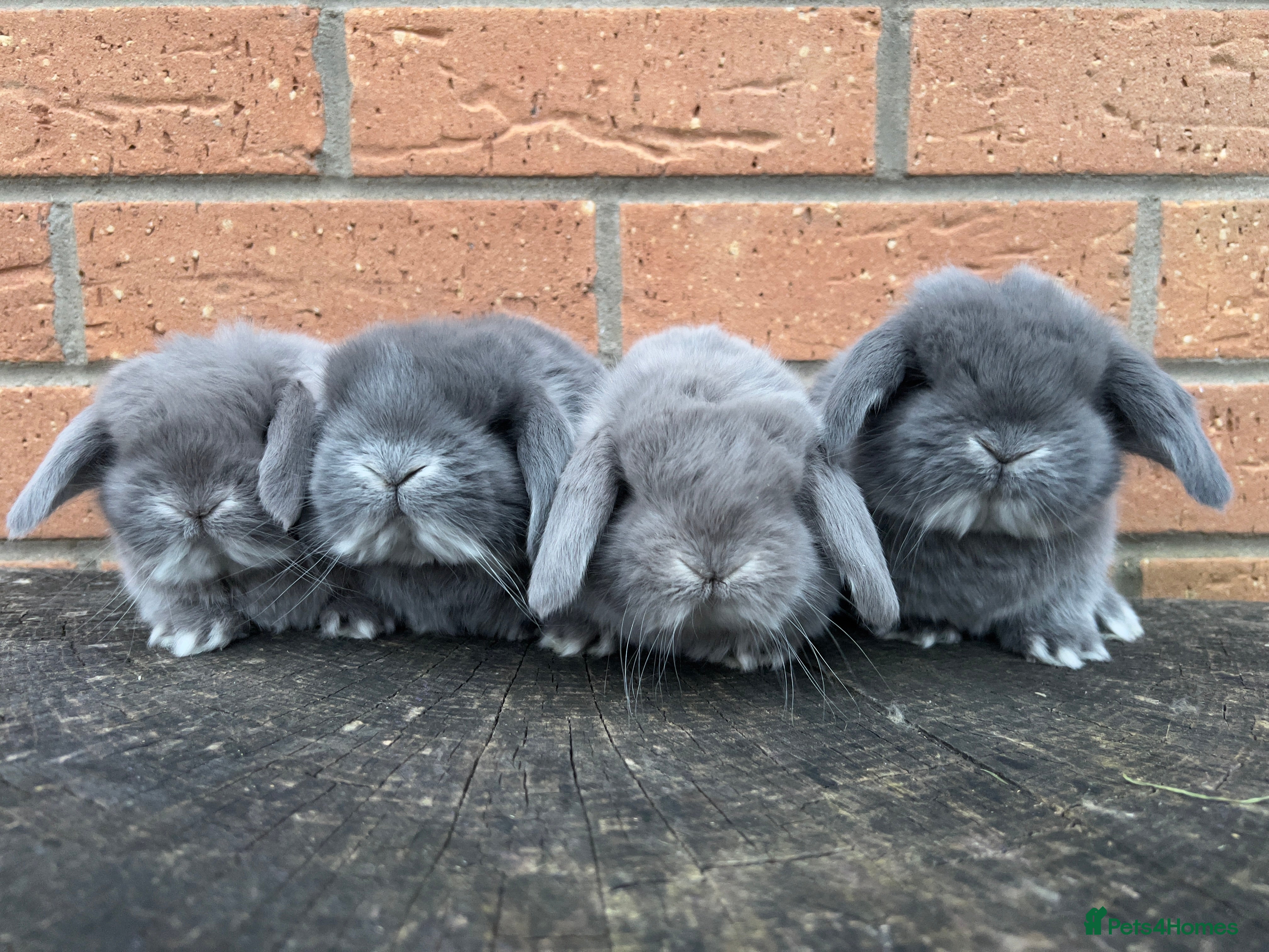 French Lop rabbits Lincolnshire Lops French Lop babies  - Advert 1