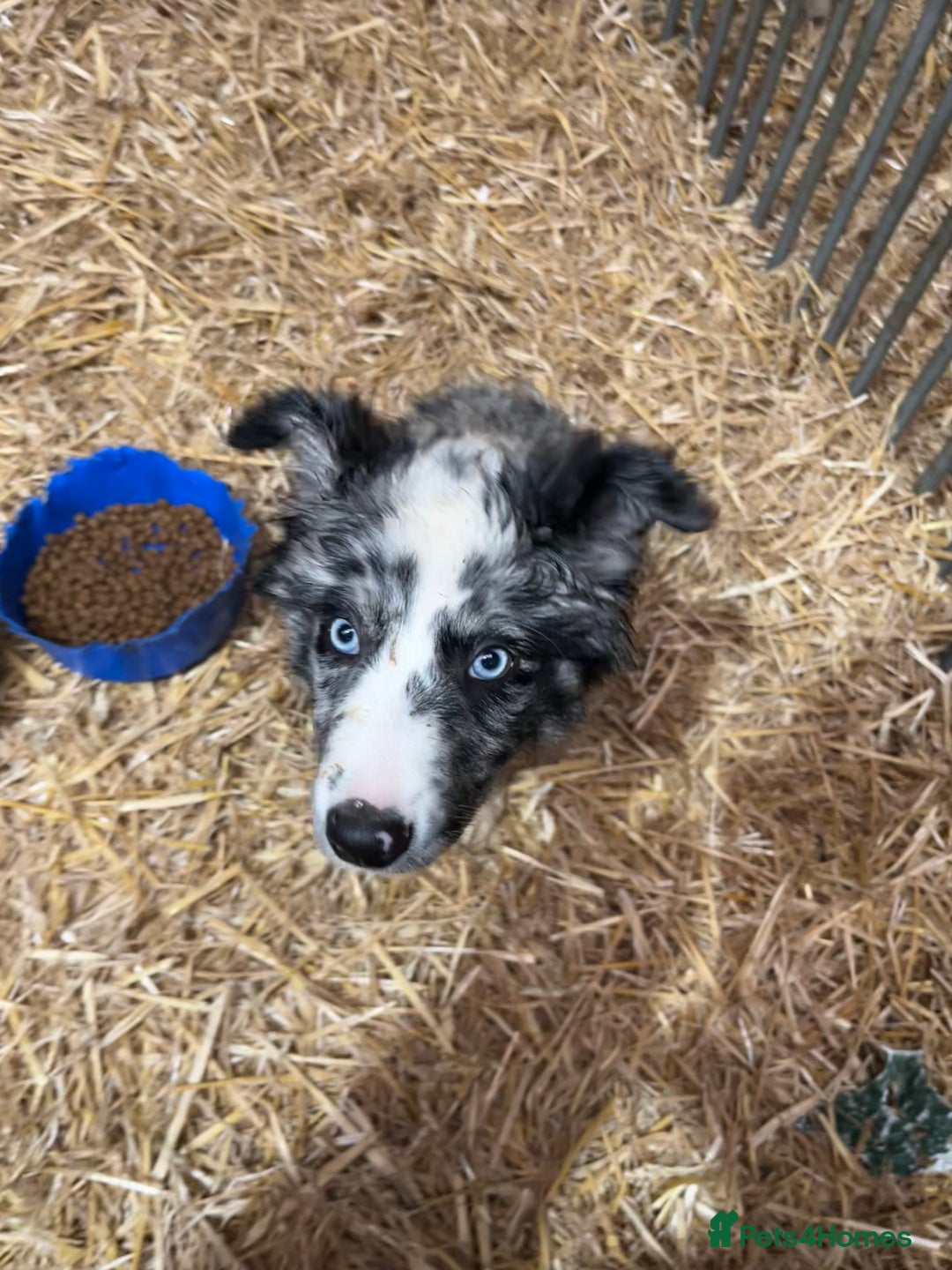 Border Collie dogs for sale: Blue merle x border collie  - Advert 3