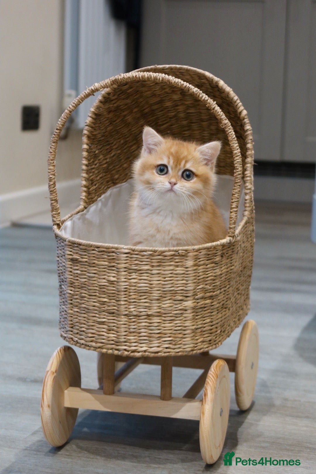 British Shorthair cats for sale: Stunning Registered British Shorthair Girl - Advert 3