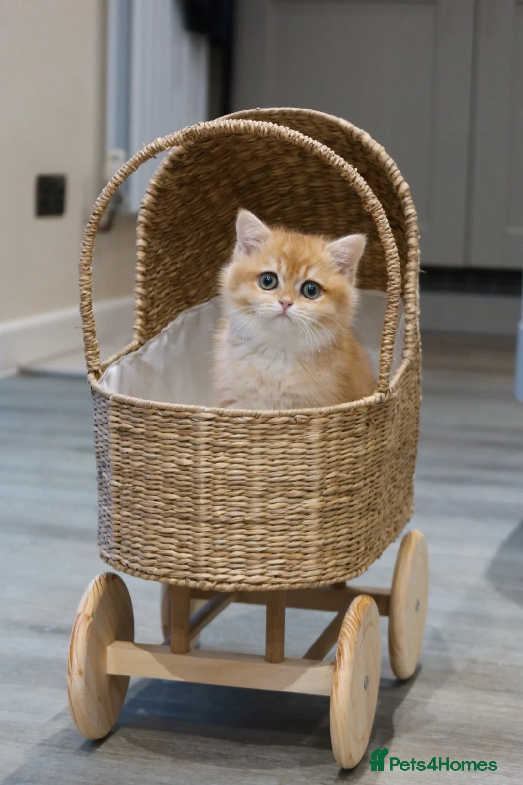 British Shorthair cats for sale: NOW RESERVED  - Advert 4