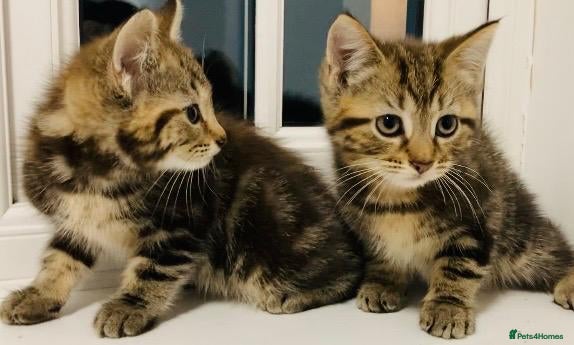 Mixed Breed cats Absolutely lovely Bengal Ragdoll kittens ready now - Advert 10