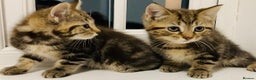 Mixed Breed cats for sale: Absolutely lovely Bengal Ragdoll kittens ready now - Advert 1