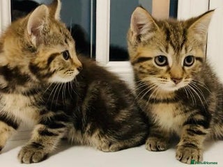 Mixed Breed cats Absolutely lovely Bengal Ragdoll kittens ready now - Advert 1
