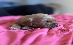 Cavapoo dogs for sale: 🐶 Beautiful Red Cavapoo Puppies – Ready November  - Image 4