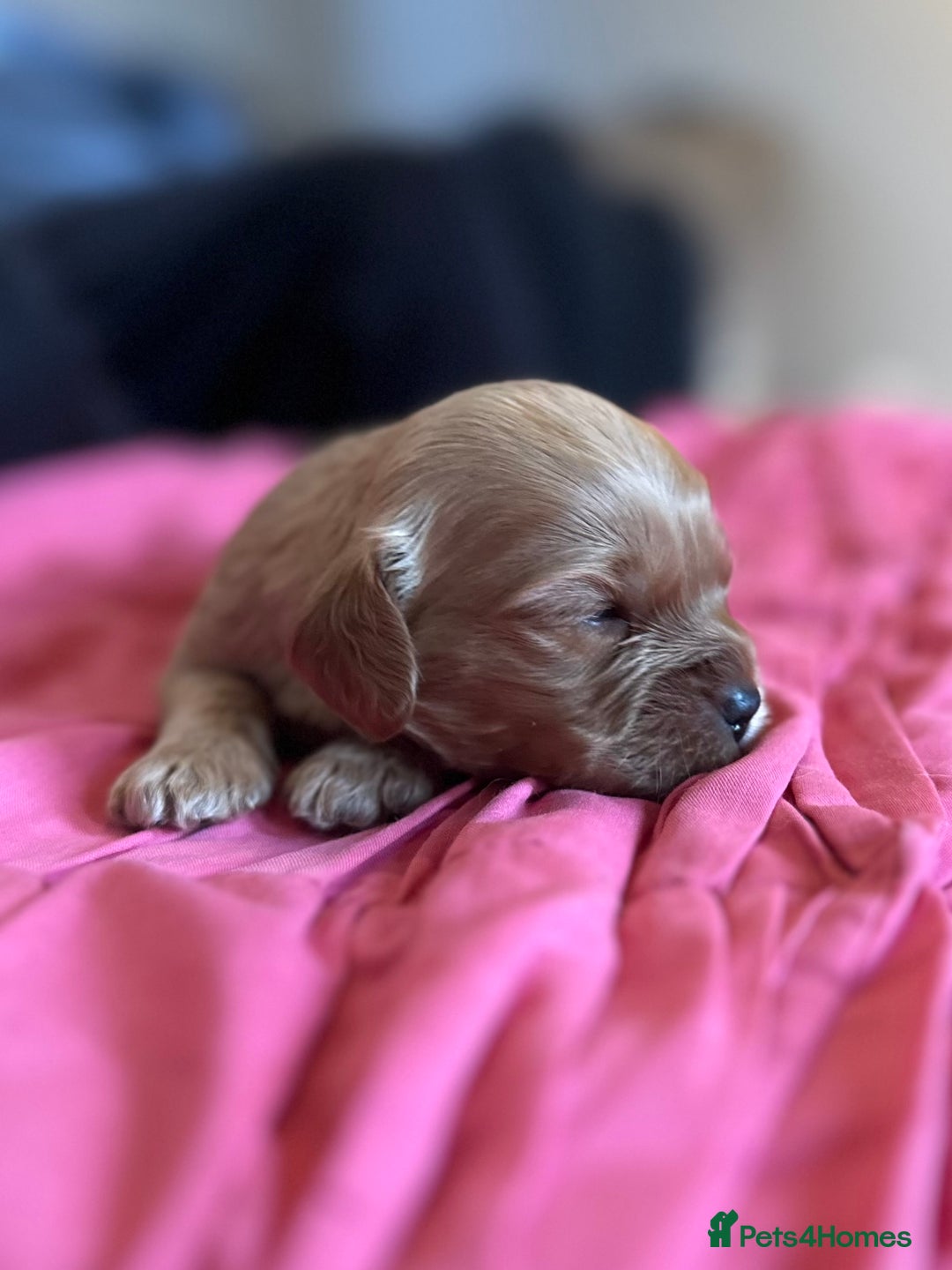 Cavapoo dogs for sale: 🐶 Beautiful Red Cavapoo Puppies – Ready November  - Image 4