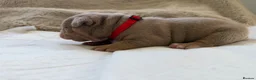 American Bully dogs for sale: 🐾Exceptional ABKC Lilac Tri Pocket Bully Puppies - Advert 15