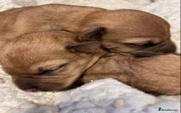 Soft Coated Wheaten Terrier dogs for sale: Beautiful Quality Soft Coated Wheaten Terriers  - Image 8