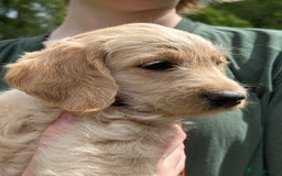 Labradoodle dogs for sale: Beautiful Puppies Ready for the Summer Holidays - Image 8