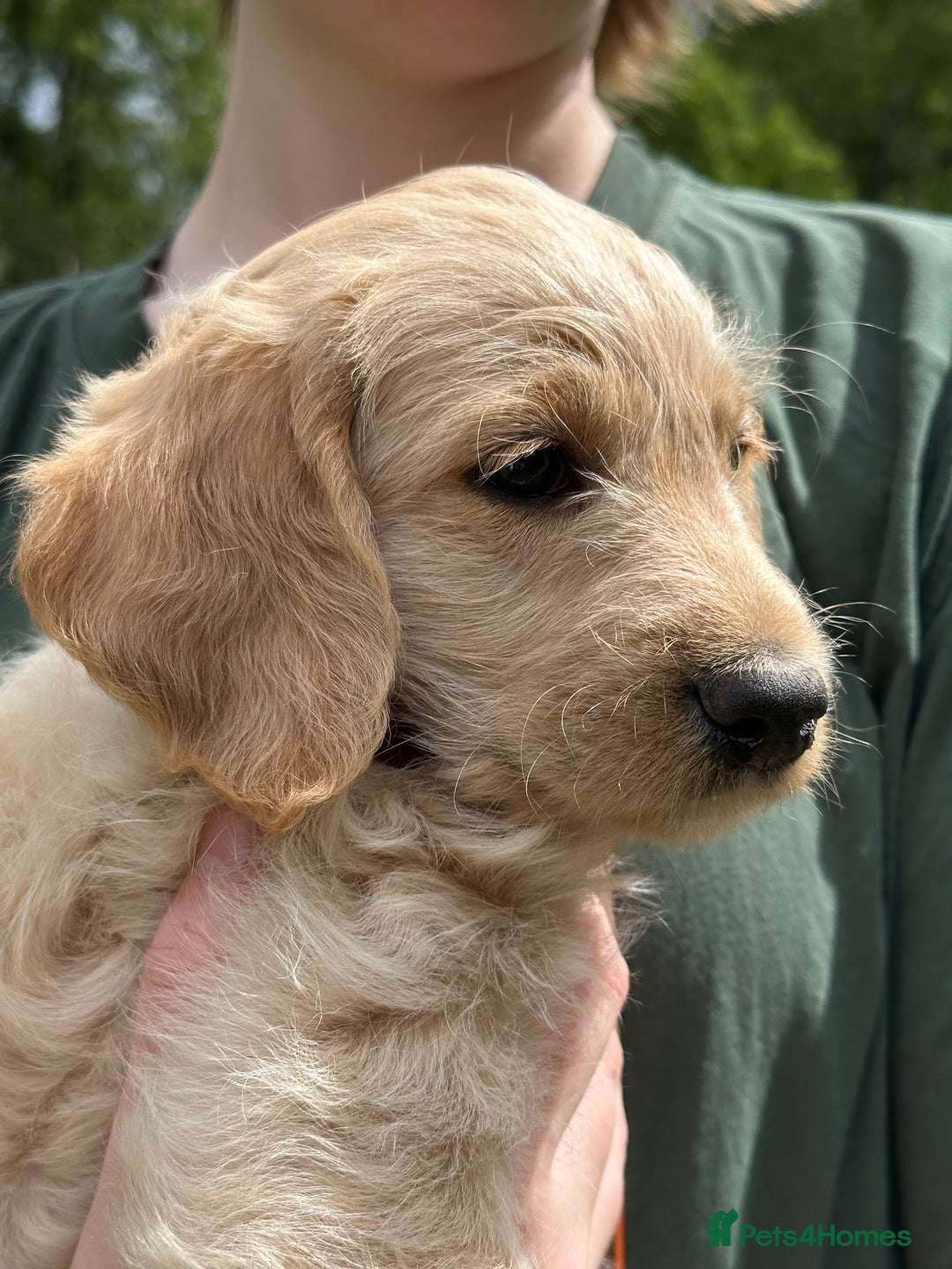 Labradoodle dogs for sale: Beautiful Puppies Ready for the Summer Holidays - Image 8