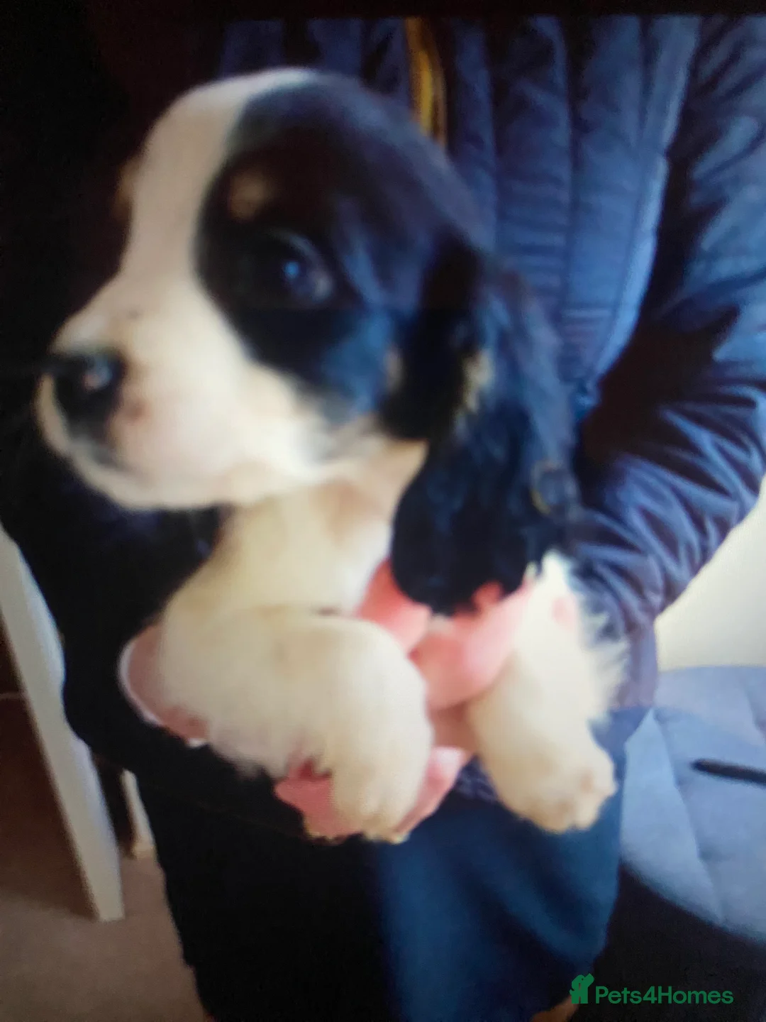 Cocker Spaniel dogs for sale: Beautiful letter of working Cocker spaniel’s - Advert 8