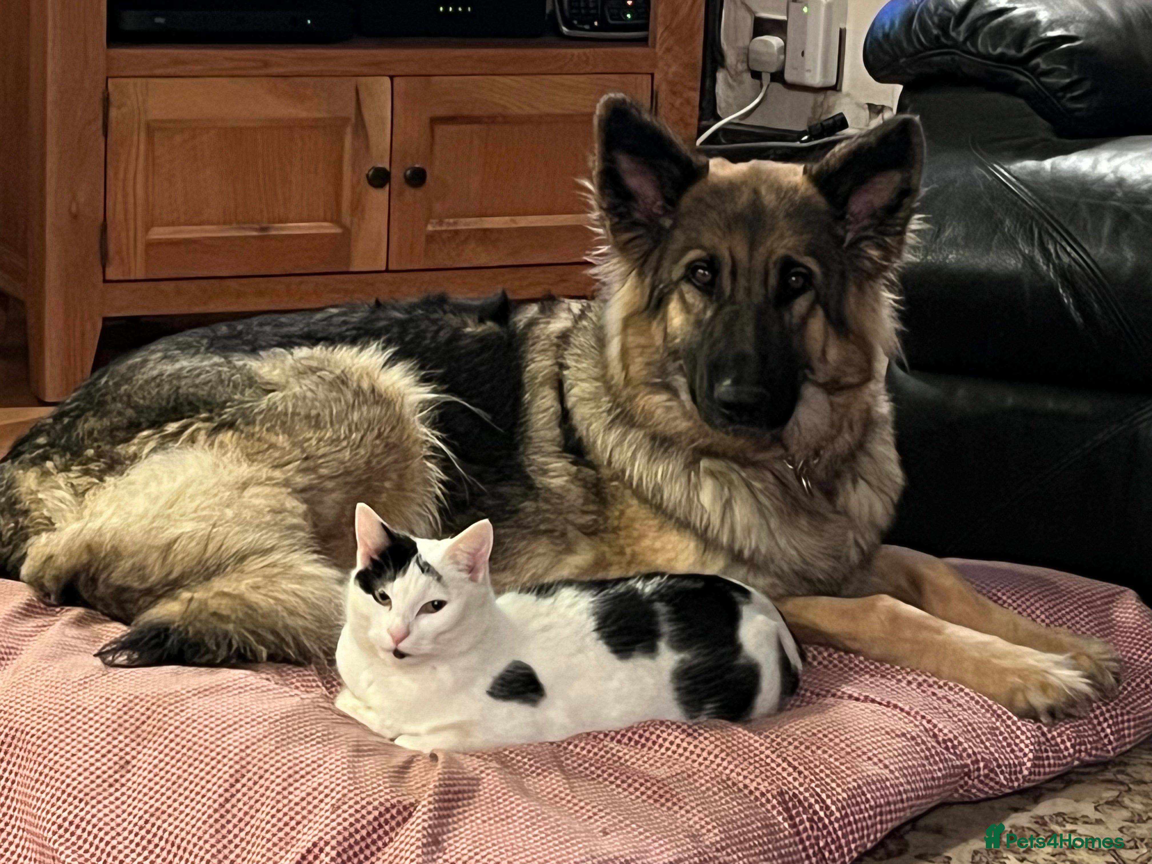 German Shepherd dogs Long/semi long Hair German Shepherd Puppies - Advert 1