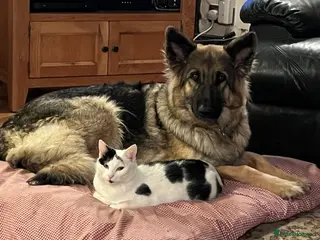 German Shepherd dogs Long/semi long Hair German Shepherd Puppies - Advert 18