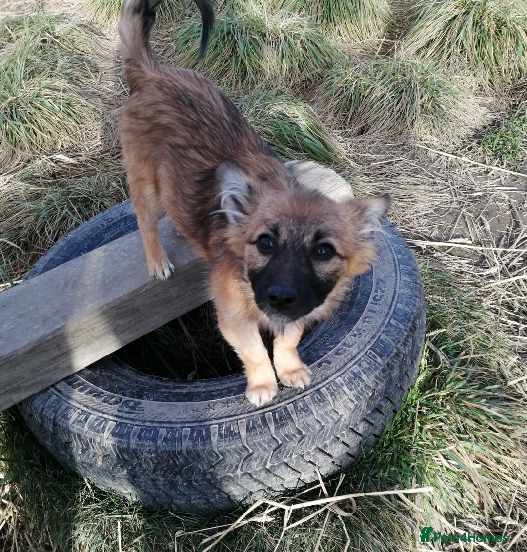 Mixed Breed dogs for adoption: 💙🐶 FUNTIK 🐶💙 - Advert 4