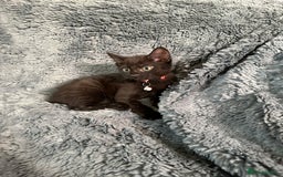 Mixed Breed cats for sale: 5 gorgeous kittens ready for their forever homes - Image 4