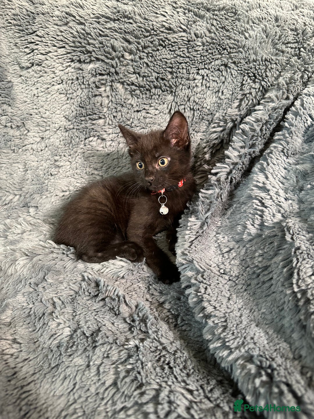 Mixed Breed cats for sale: 5 gorgeous kittens ready for their forever homes - Image 4