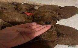 Goldendoodle dogs for sale: Outstanding quality fully tested Goldendoodle pups - Image 10