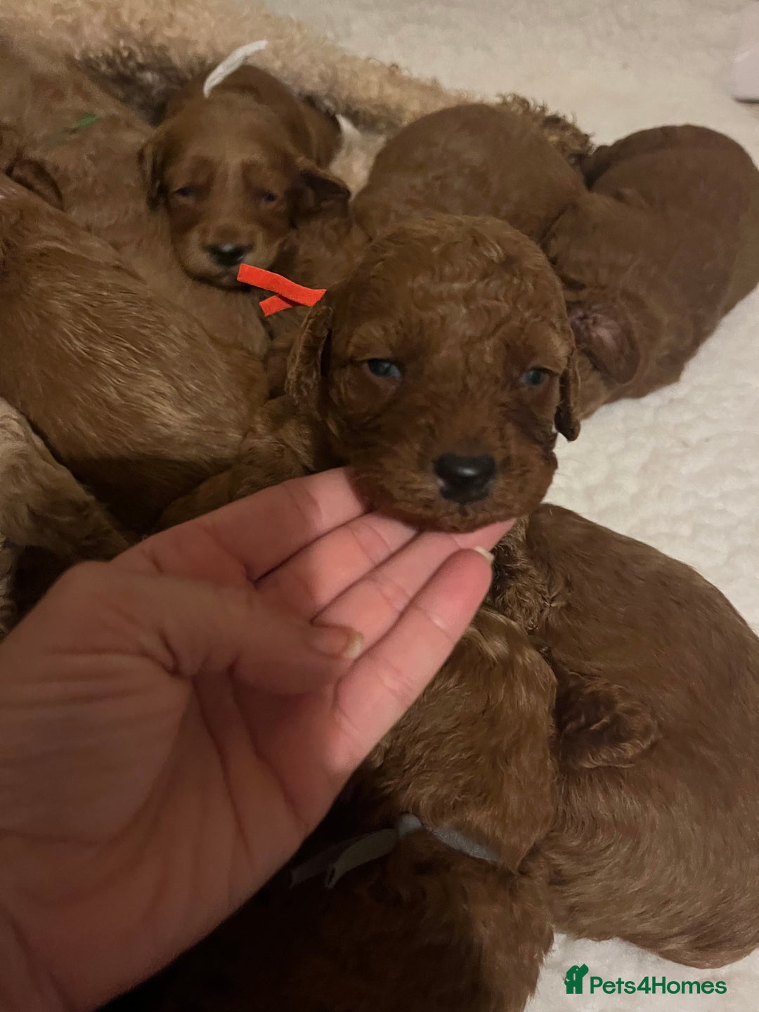 Goldendoodle dogs for sale: Outstanding quality fully tested Goldendoodle pups - Image 10