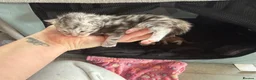 Maine Coon cats for sale: Stunning mainecoon kittens ready November/december - Advert 20